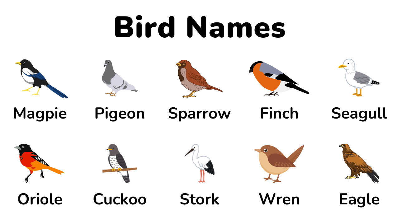 bird names thumbnail