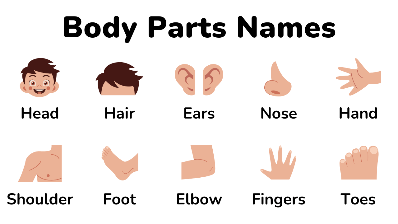 body parts thumbnail
